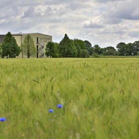Hotelansicht-Gerstenfeld-mit-Kornblumen.jpg