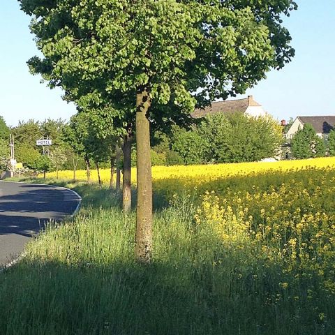 Hotelansicht Zufahrtsstraße von Riesa kommend (Röderau)